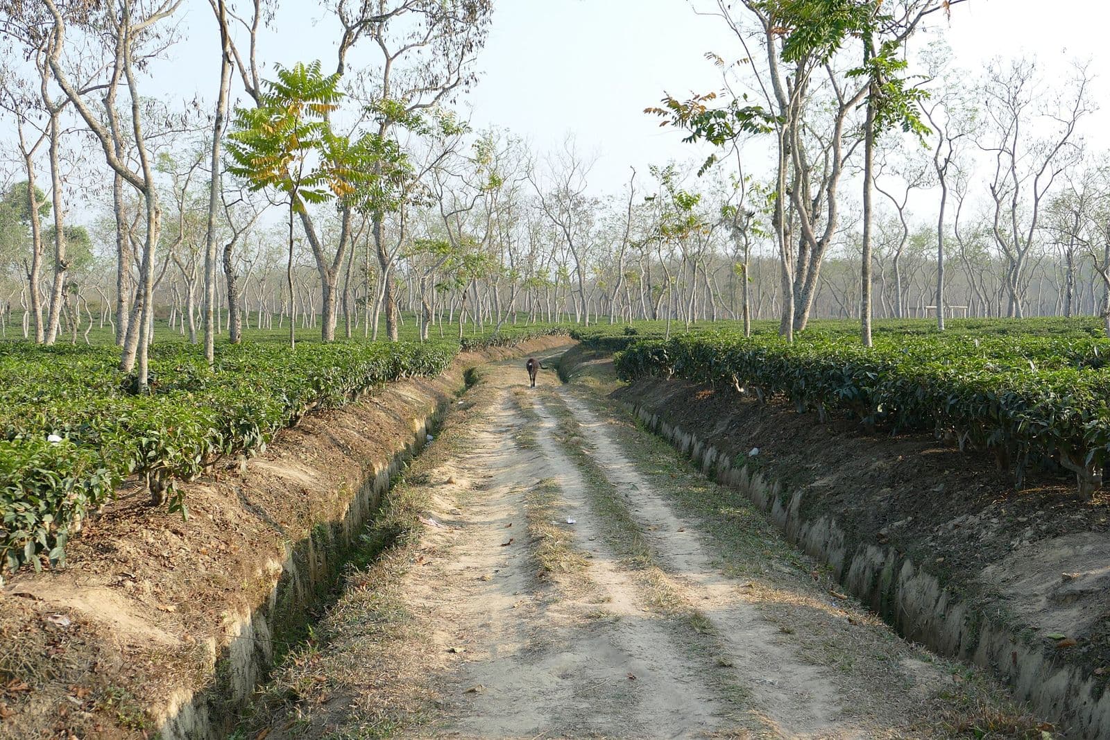 Tea gardens in Sreemangal, near Balishira Resort