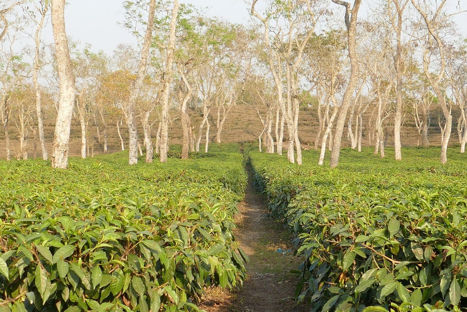 Sylhet tea garden resorts