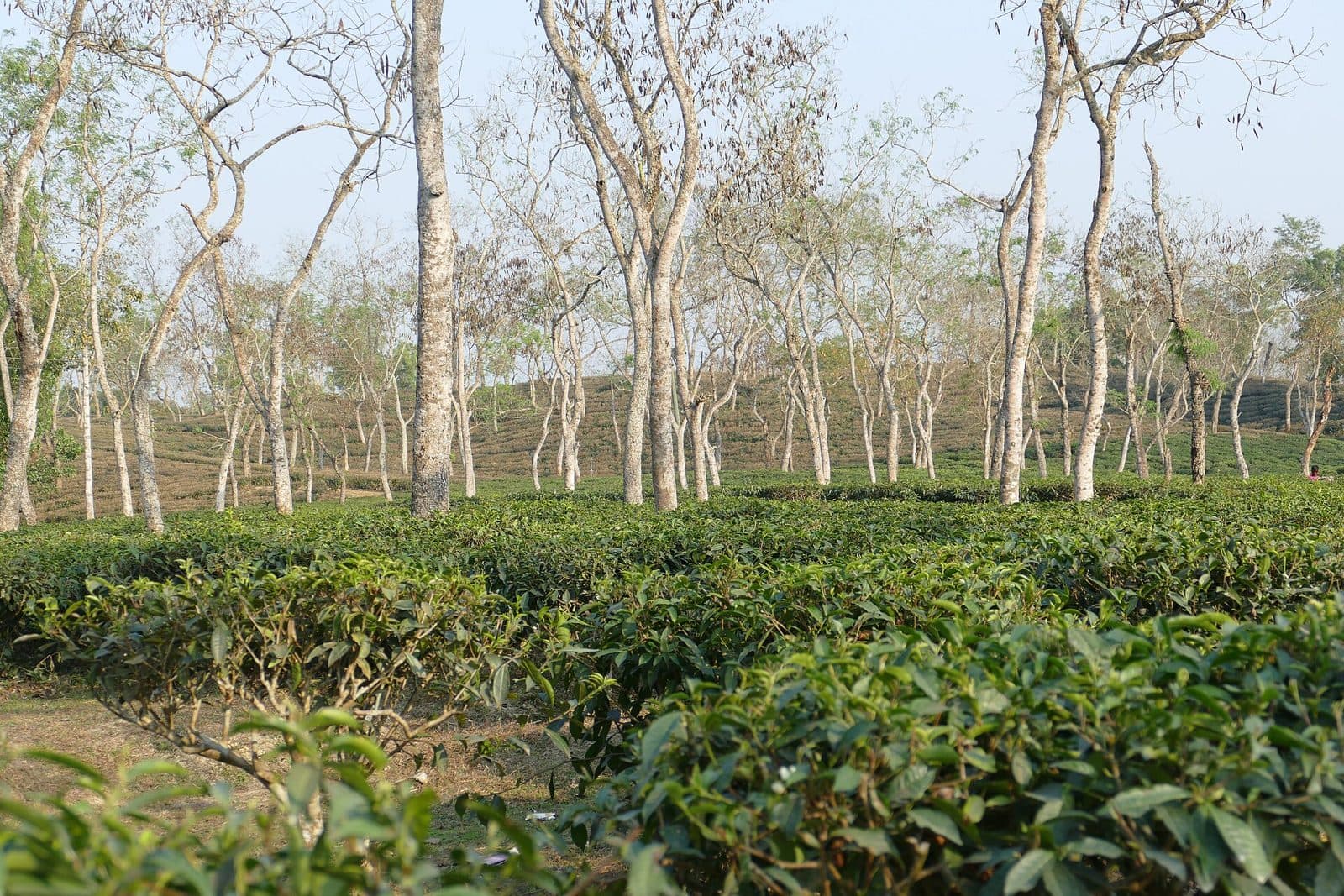 Rows of tea bushes under tall shade trees in a Sreemangal tea garden