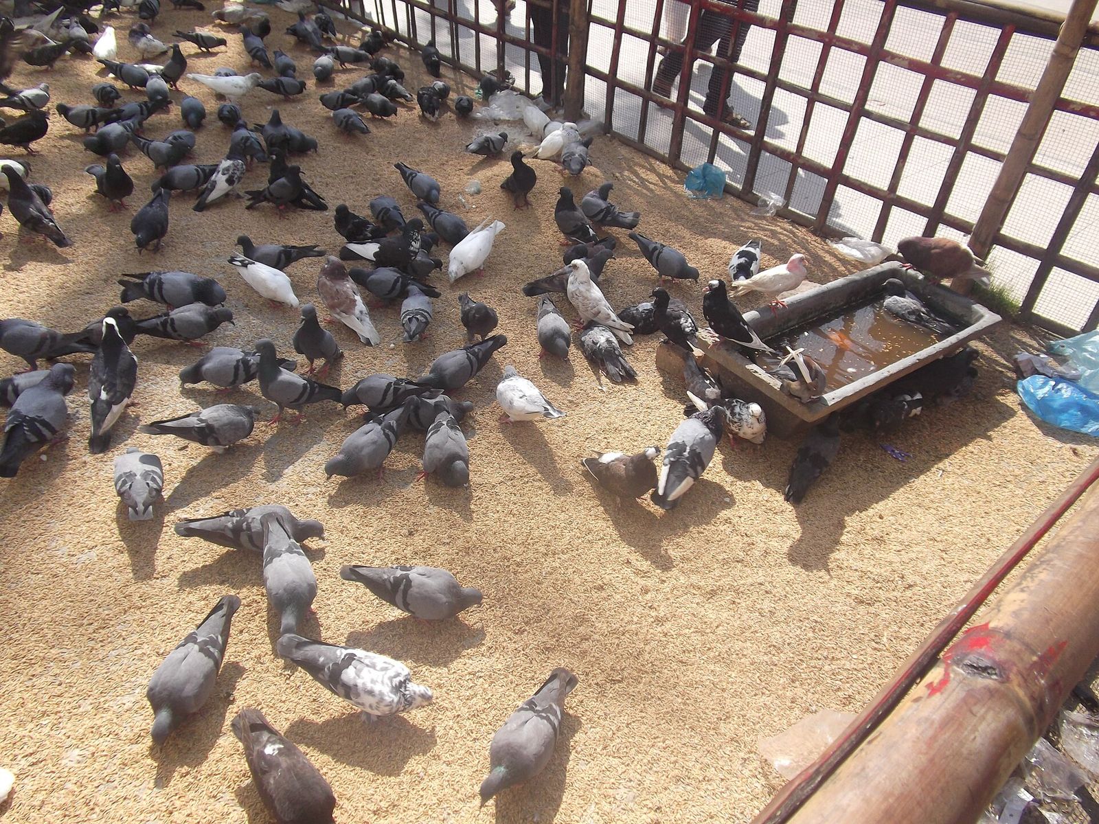 Jalali pigeons at the Shahjalal Dargah, near Hotel Star Pacific