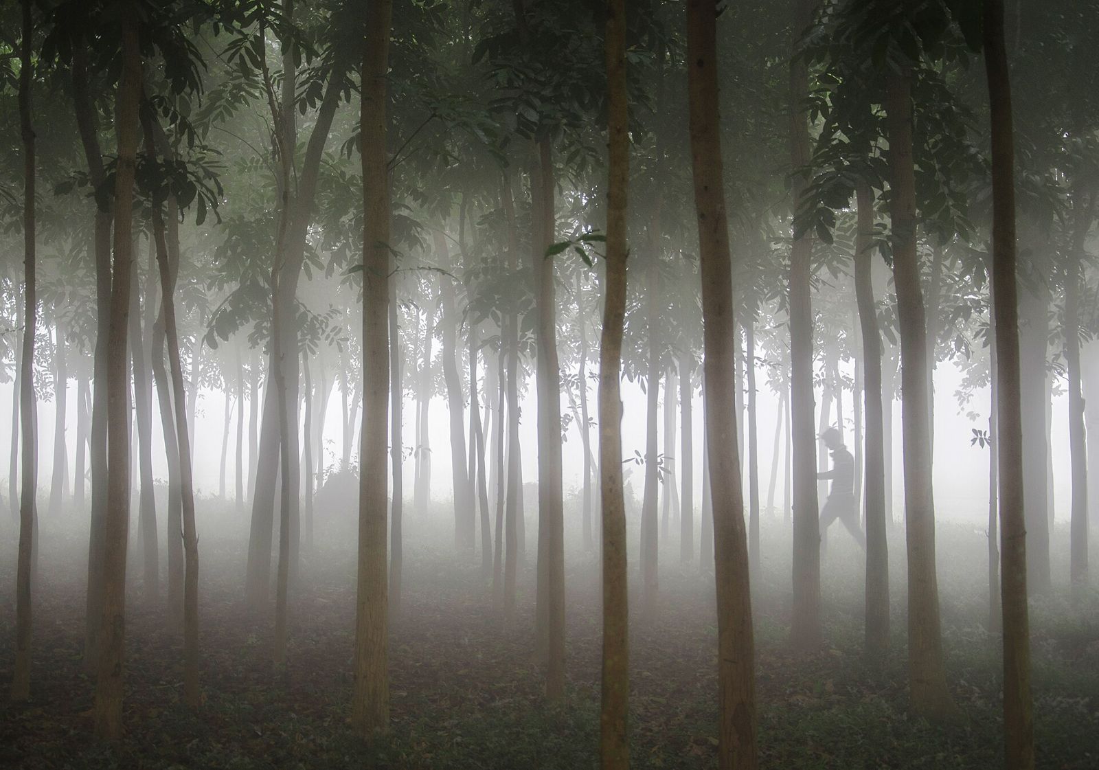 Lawachara National Park, near Sreemangal, near Balishira Resort