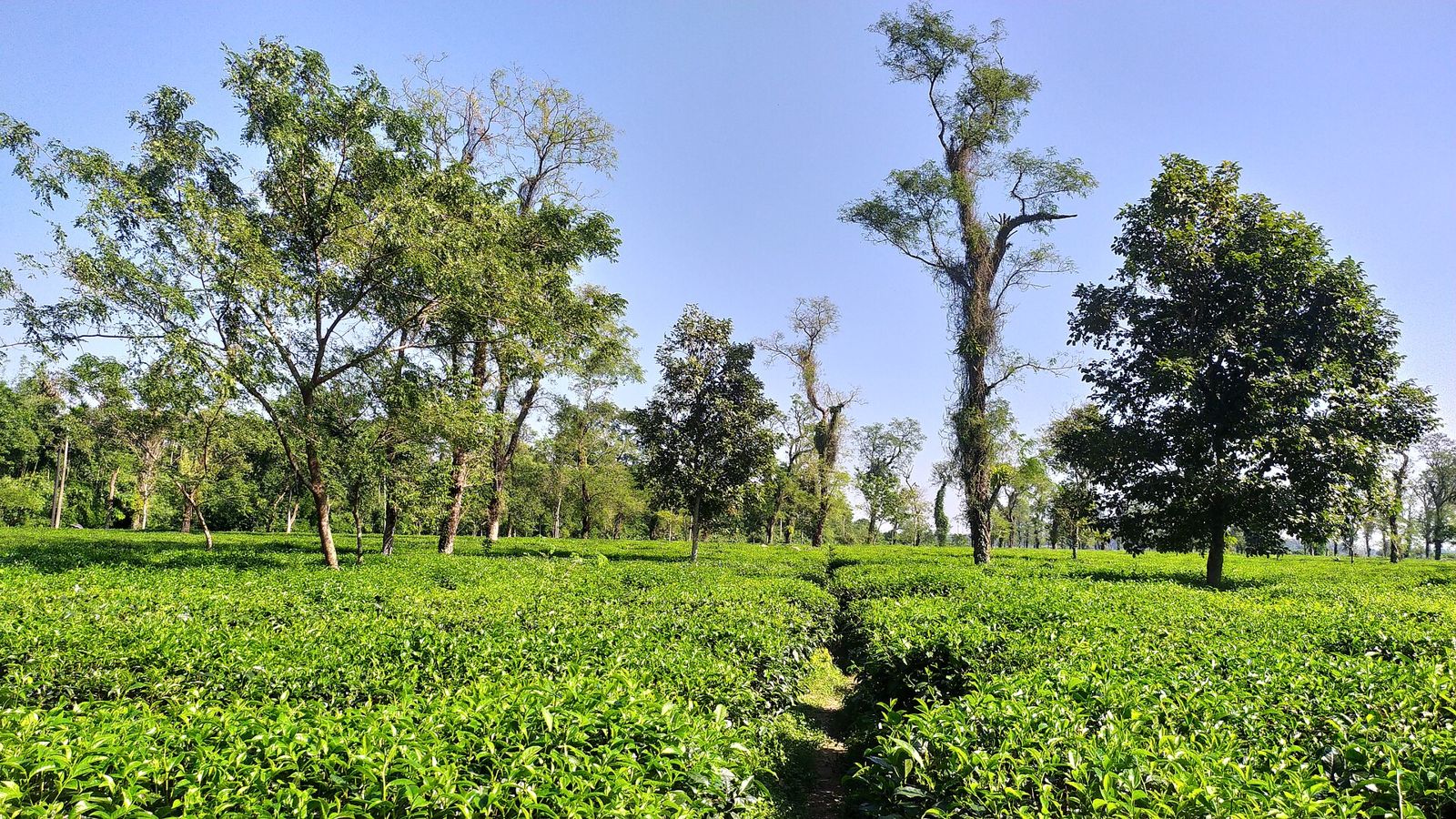 Tea garden at Jaflong, near Jaflong Green Resort