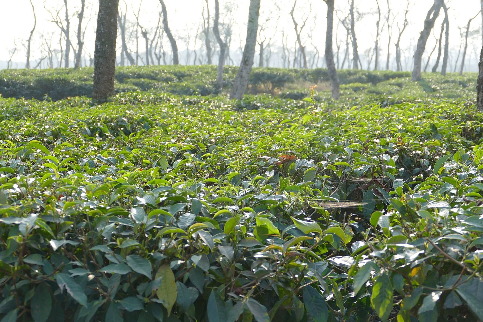Tea gardens in Sreemangal, near Balishira Resort